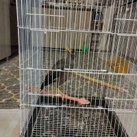 مینا8ماه|پرنده|مشهد, کشف|دیوار