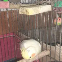 فروش دو جفت عروس هلندی با تخم و جوجه|پرنده|بندرعباس, |دیوار