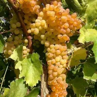 فروش-زمین-وویلا-در-بهشت-پنهان-روستای-منصور