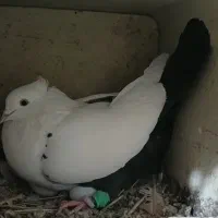 دم مشکی اصل