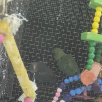 ۶تا طوطی برزیلی جفت هستن نر و ماده