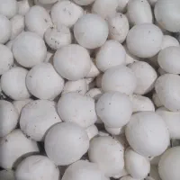 فروش قارچ دکمه ای لوکس درجه یک از کارگاه خانگی