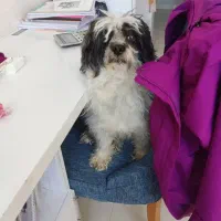 سگ نژاد شیتزو تریر، نر