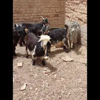 بیگ