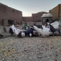 کفتر|پرنده|افشار, |دیوار