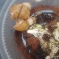 ۲ عدد حلزون اچاتینا مولد