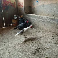 بوقلمون|حیوانات مزرعه|سرپل ذهاب, |دیوار