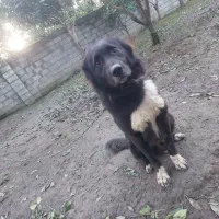 سگ قدر جانی و سگ ژرمن جفت نر|سگ|خرمآباد (تنکابن), |دیوار