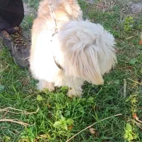 سگ زیبا عال.یی|سگ|گرگان, |دیوار