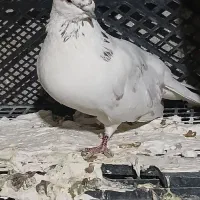 پرنده|پرنده|چوار, |دیوار