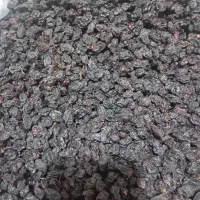 فروش عمده مویز سیاه کردستان دیم.ریز و درشت ۱۴۰۴