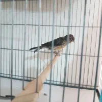 قناری نروماده سرخ|پرنده|تهران, جیحون|دیوار