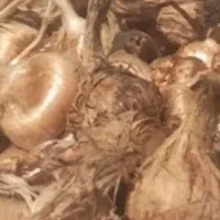 پیاز زعفران
