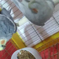 عروس هلندی|پرنده|اردبیل, |دیوار