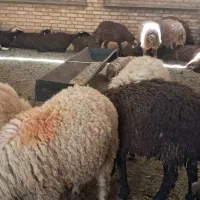 گوسفند بره ومیش