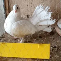 کفتر تزئینی و سرور جفت و جفتکن