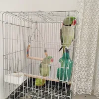 فروش یک جفت شاه طوطی