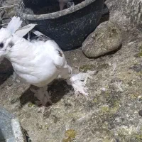 کفتر زینتی|پرنده|قم, نیروگاه|دیوار