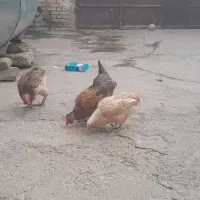 چهار تا مرغ تخم گذار دونه ۷۵۰بفروش میرسد