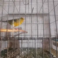 قناری بخون