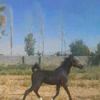 کره اسب مادیان