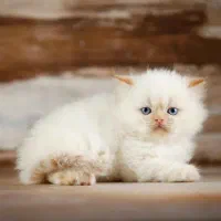 واگذاری پرشین ردپوینت
