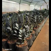 فروش عمده زیر قیمت بازار زاموفیلیا وبرکین