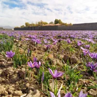 پیاز زعفران