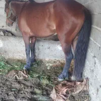 اسب نریان ۳سال