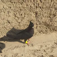 یجفت کبوتر نرو ماده