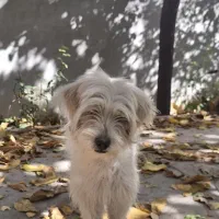 واگذاری حیوان خونگی