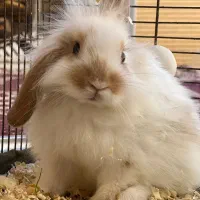 اگه کسی ازش نگهداری میکنه بهم اطلاع بده