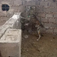 سگه گله به شرط دهن پاکی