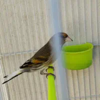 دوعدد سهره قناری سیاه مست|پرنده|مشهد, شهرک رازی (شهرک غرب)|دیوار