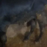 گوساله پرواری هم واسه قصابی وهم نگهداری|حیوانات مزرعه|ورزقان, |دیوار