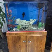 آکواریوم شرکتی با پایه چوبی|ماهی|باغستان, |دیوار