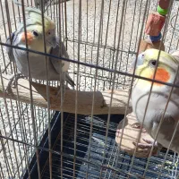 عروس هلندی|پرنده|زرین دشت (همدان), |دیوار