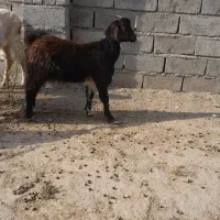 بزغاله ماده|حیوانات مزرعه|گنبد کاووس, |دیوار