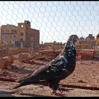 کفتر بوم|پرنده|یزد, |دیوار