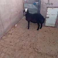 بره نر افشار|حیوانات مزرعه|بوئین زهرا, |دیوار