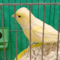 قناری ماده آماده