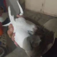 کفتر طوق سالم|پرنده|بیرجند, |دیوار