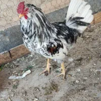 خورس گلین درجه یک|حیوانات مزرعه|ساوه, |دیوار