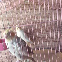 گمشده عروس هلندی گل باقالی|حیوانات|اصفهان, تیران|دیوار