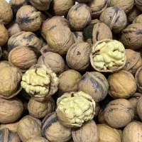 فروش گردوی درجه یک