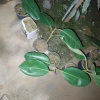 گل فیلتوس (فیلکوس)|گل و گیاه طبیعی|شهرکرد, |دیوار