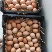تخم‌ مرغ محلی