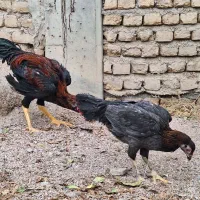 ۲ عدد جوجه مرغ و خروس|حیوانات مزرعه|گنبد کاووس, |دیوار