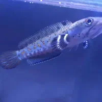 چانا بلوپالچرا