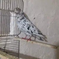 کبوتر سرور گرفتنی|پرنده|سلماس, |دیوار